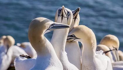 开云kaiyun-复健神技能：快准稳助球员快速恢复，复健运动怎么做